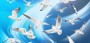 Many-flying-seagulls-blue-sky.