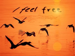 Seagulls-over-water-orange-sunset-I-feel-free.
