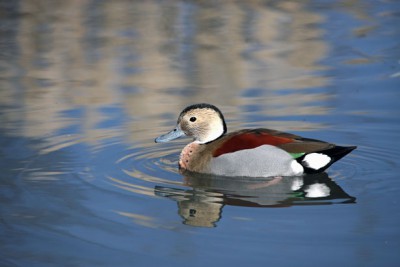 duck-ringed-teal-by-karen-arnold 