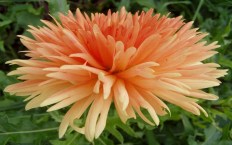 Peach-colored spikey dahlia blossom.
