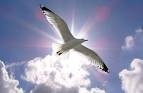 seagull-in-flight-sun-background