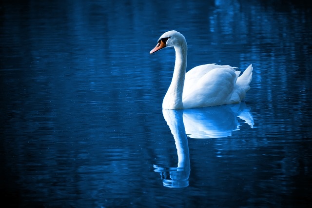 White swan on blue water.