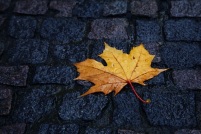 Wet maple leaf on old stone walkway